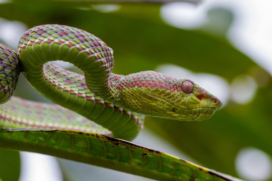 Close up Pitviper snake