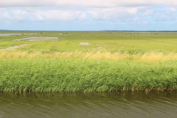 Fototapeta premium Vejlerne nature reserve in Northern Jutland, Denmark. It is the largest bird sanctuary in Northern Europe.