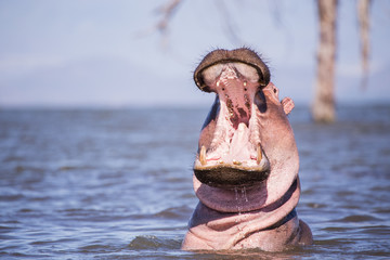 hippopotamus in Lake mombasa in kenya