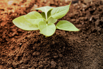 Young plant
