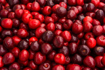 Sweet cherry.  cherry background