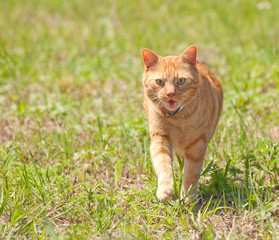 Orange tabby cat running towards viewer in green grass