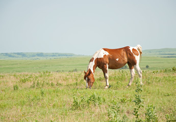 Fototapeta na wymiar Chestnut and white paint horse grazing in pasture against wide open prairie background