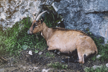 Goat red a brown color look in a chamber on background landscape аlpine mountain in nature country, flock wool kid, animal villag farmland, close up