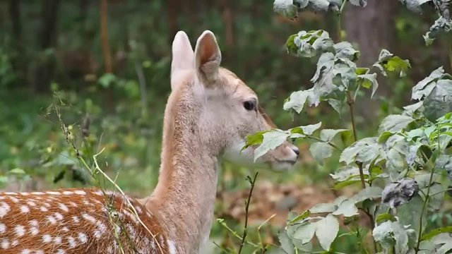 Европейская лань кормится в лесу.-European fallow deer feeding in the forest