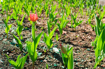 Spring tulips