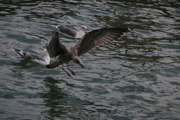 Obraz premium Gabbiano