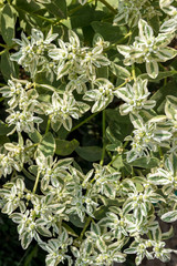 Куст, зеленое растение. Абстрактный рисунок, фон, текстура