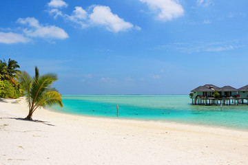 Plakat white beach with coconut palms and water bungalows on the Maldives