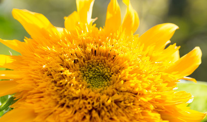 beautiful yellow flower of a sunflower on nature