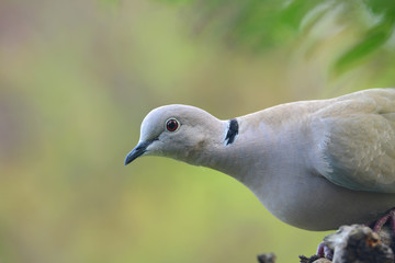 Vögel 50