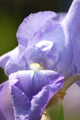 Fleur