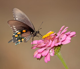 Pipevine swallowtail butterfly feeding on a pink Zinnia against muted color fall background