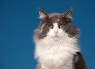 Diluted calico cat with an attitude against clear blue sky
