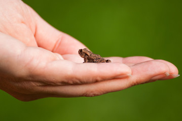 Young toad sitting on a hand