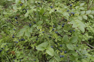 small blueberries on a green background