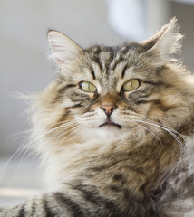 furry brown kitten, outdoor
