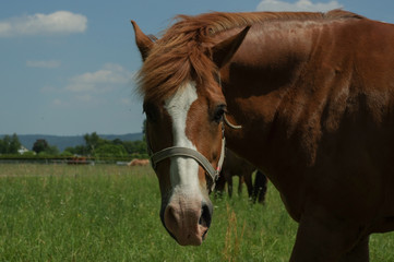 brown horse on the pasture, close up part of body
