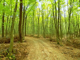 Fototapeta premium Road in deciduous forest in wild nature