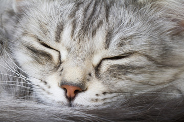 cat sleeping, grey siberian