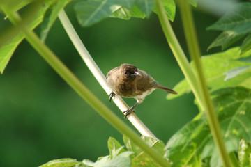 Oiseau