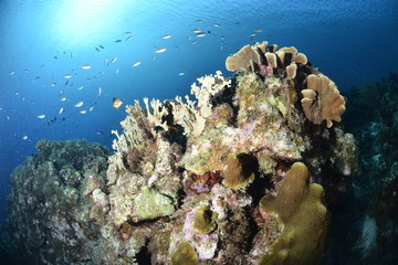 Naklejka na ściany i meble Colorful Coral Reef