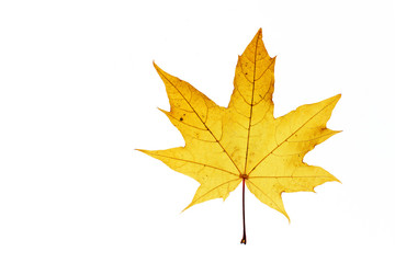 Obraz premium Maple leaf on white