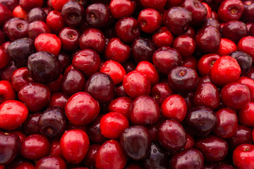 Sweet cherry.  cherry background