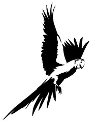 black and white linear paint draw parrot bird illustration