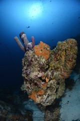 Fototapeta premium Colorful Coral Reef