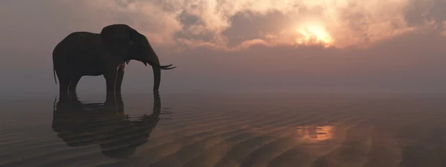Foto op Plexiglas Voor haar olifant en zonsondergang