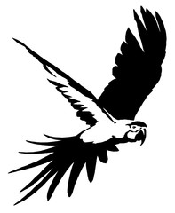 black and white linear paint draw parrot bird illustration