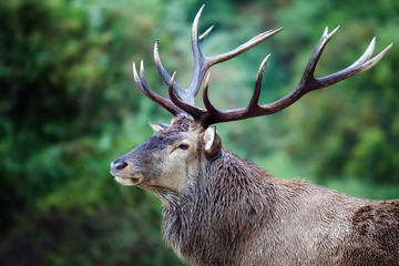 majestic deer