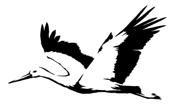 black and white linear paint draw crane bird illustration