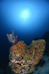 Fototapeta premium Colorful Coral Reef