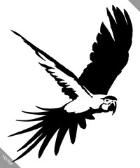 black and white paint draw parrot bird vector illustration