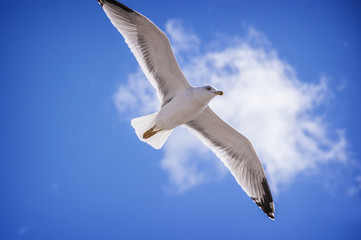 Fototapeta na wymiar White seagull flying on blue sky background at the beach.