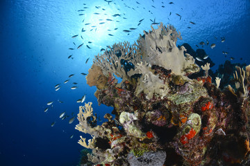 Fototapeta na wymiar Colorful Coral Reef
