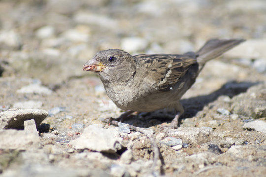 sparrow-lark bird