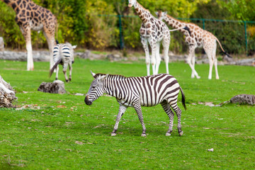 Obraz premium zebra and giraffe at the green park in Zoo