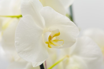Fototapeta na wymiar White smooth orchid flowers close up on a grey background