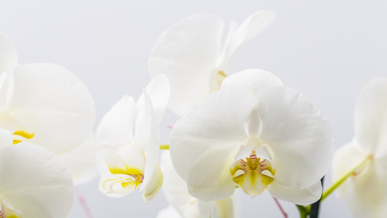 Naklejka na ściany i meble Cute smooth white petals on an orchid flower plant close up still