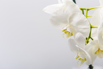 Naklejka na ściany i meble White smooth orchid flowers close up on a grey background