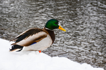 Mallard Duck on a snow.