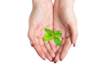 Ecology concept. Earth Day. Female hands keep a sprout, isolated over white background 