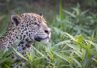 On the lookout for prey