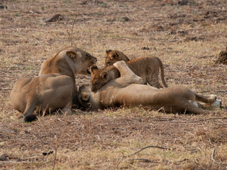 Africa Lions
