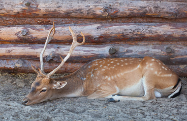 Young male deer with big beautiful horns lying on the sand with straw near a house in the forest ranger. Animals in the wild