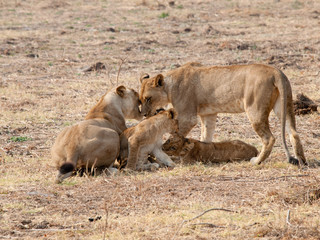 Africa Lions