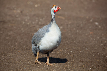 One adult bird - guineafowl afternoon walks on a pasture in the aviary on the farm. Breeding animals at home.